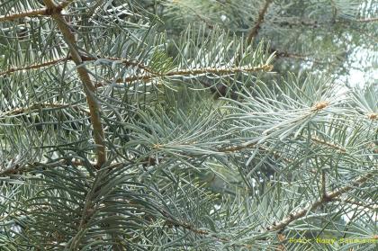 Abies concolor